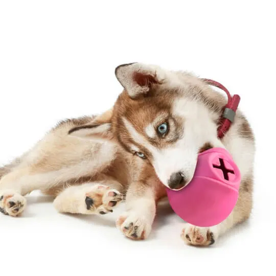 Dog chew pet toys