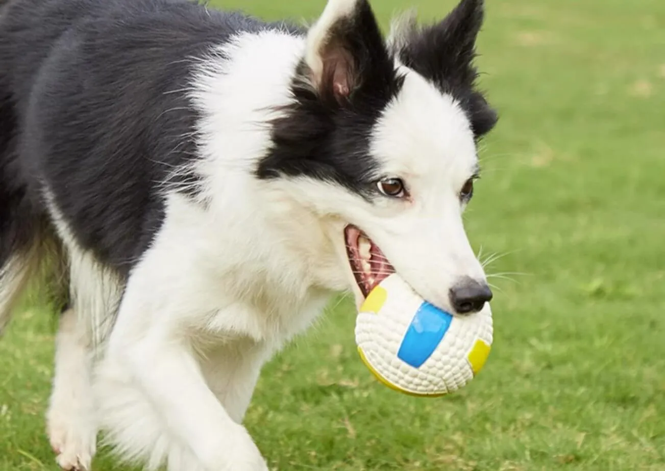 Dog Chew Toy Volleyball Sound Training Ball