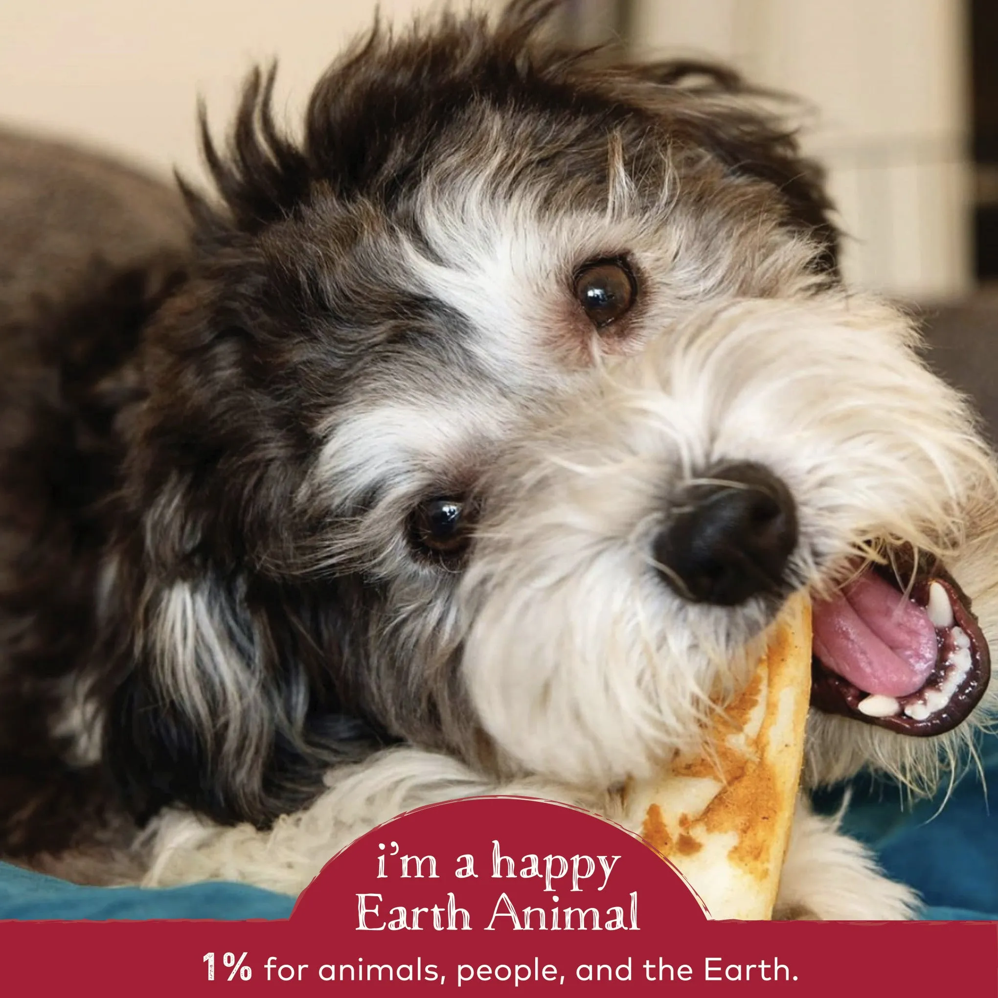 Earth Animal No-Hide Beef Single Chew for Dogs