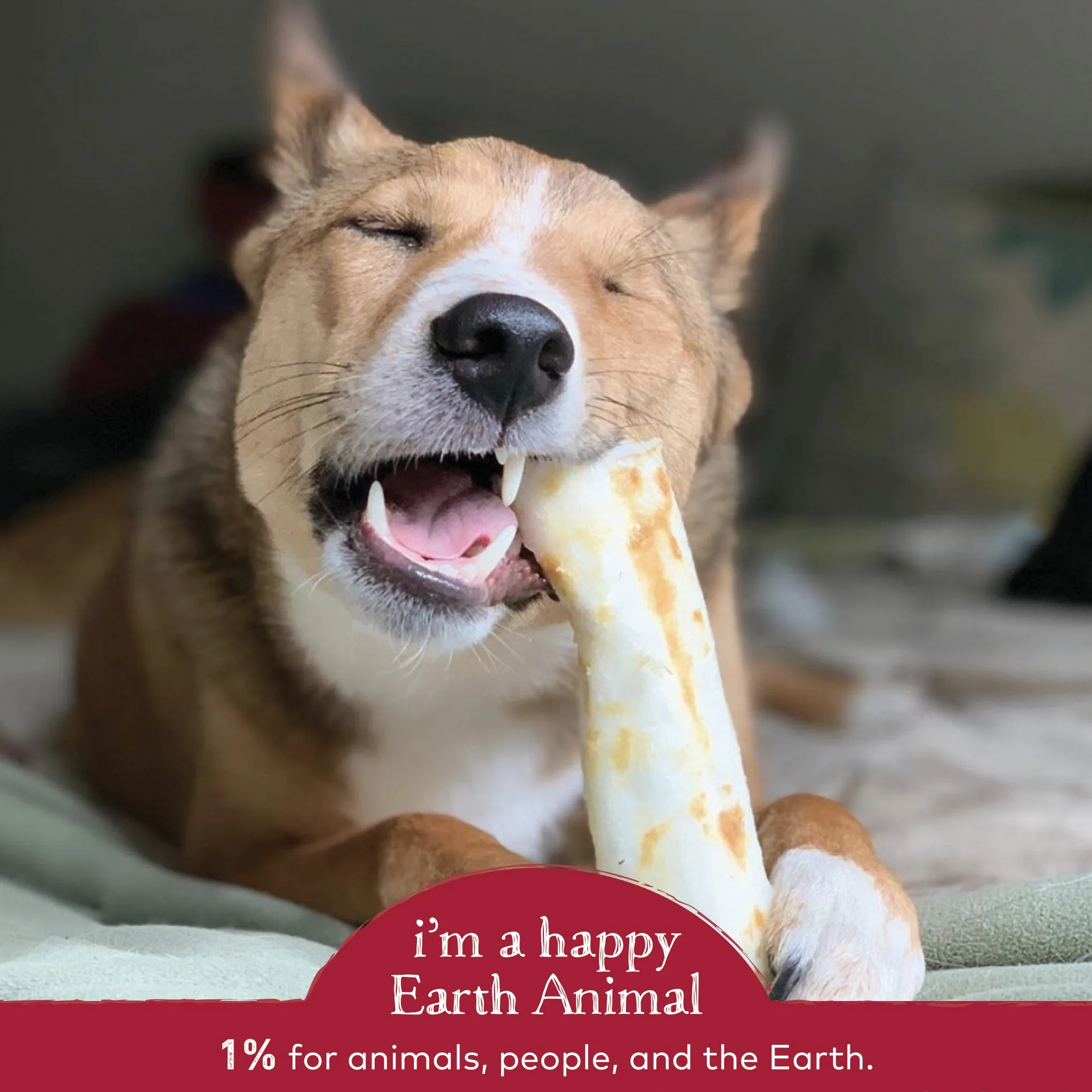 Earth Animal No-Hide Beef Single Chew for Dogs