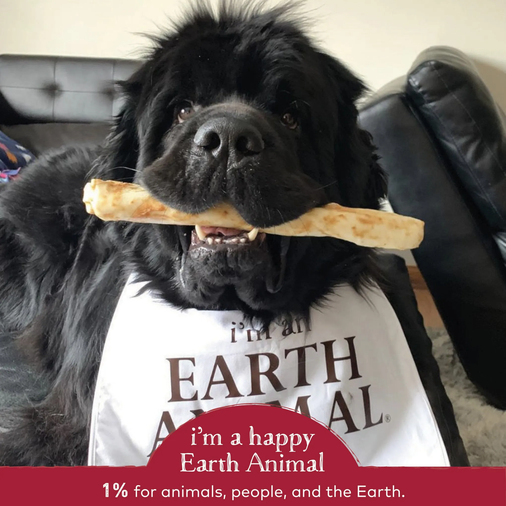 Earth Animal No-Hide Beef Single Chew for Dogs