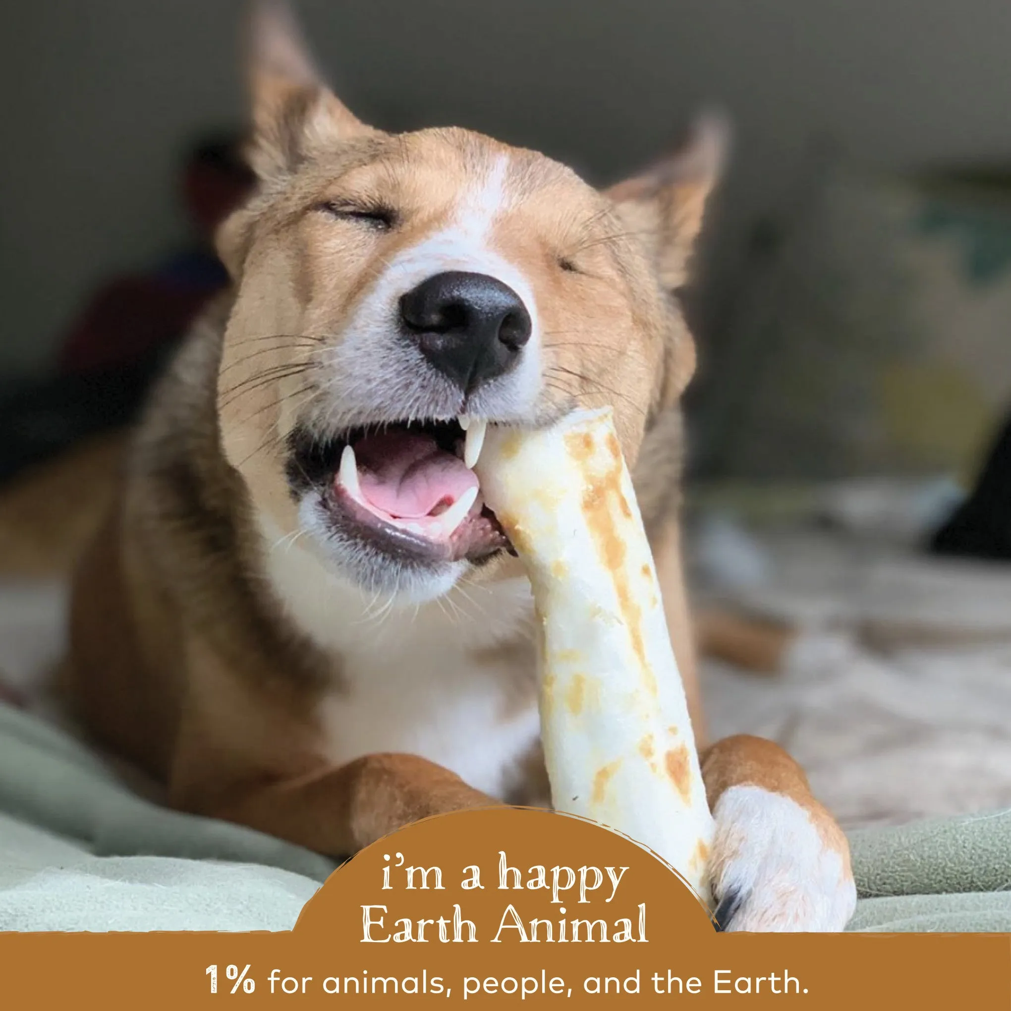 Earth Animal No-Hide Venison Single Chew for Dogs