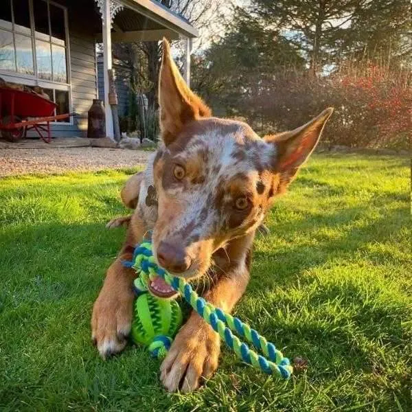 Enrichment Treat Ball & Rope