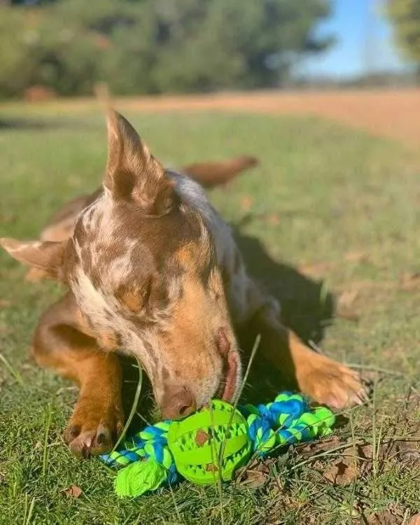 Enrichment Treat Ball & Rope