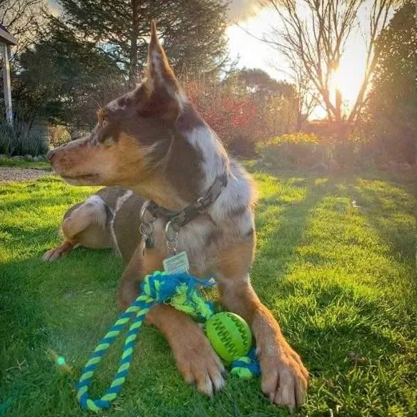 Enrichment Treat Ball & Rope