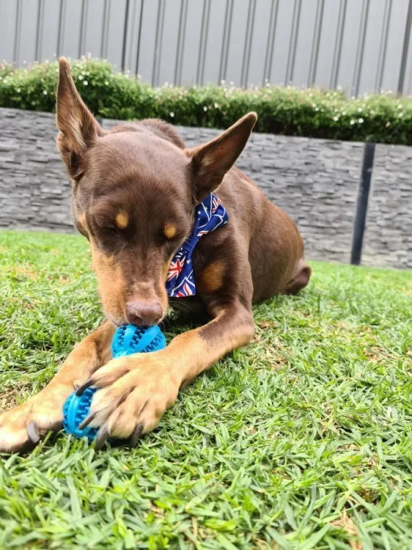 Enrichment Treat Dumbbell