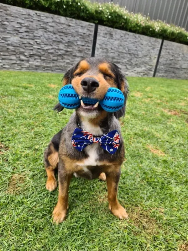 Enrichment Treat Dumbbell