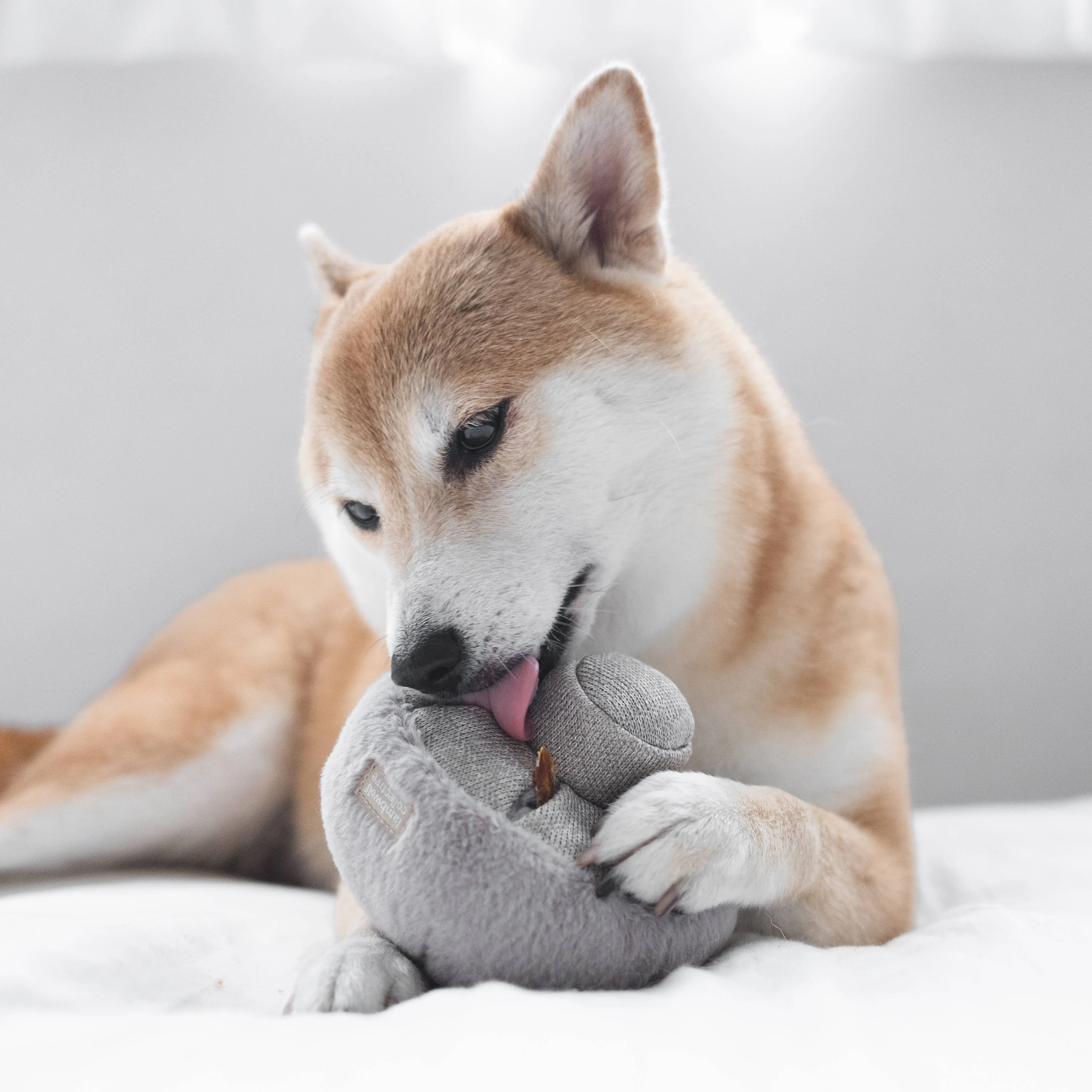 GUU //HAZE//NOSEWORK//ENRICHMENT DOG TOY