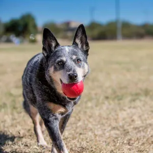 KONG Ball Red