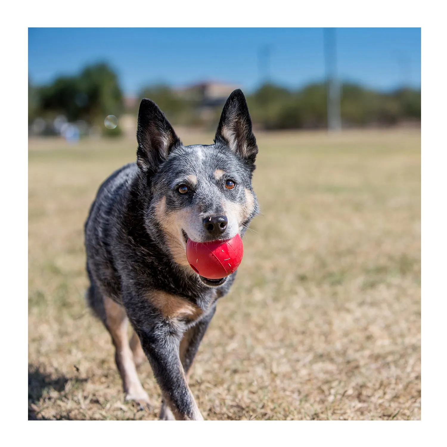 KONG Ball with Hole Dog Toy