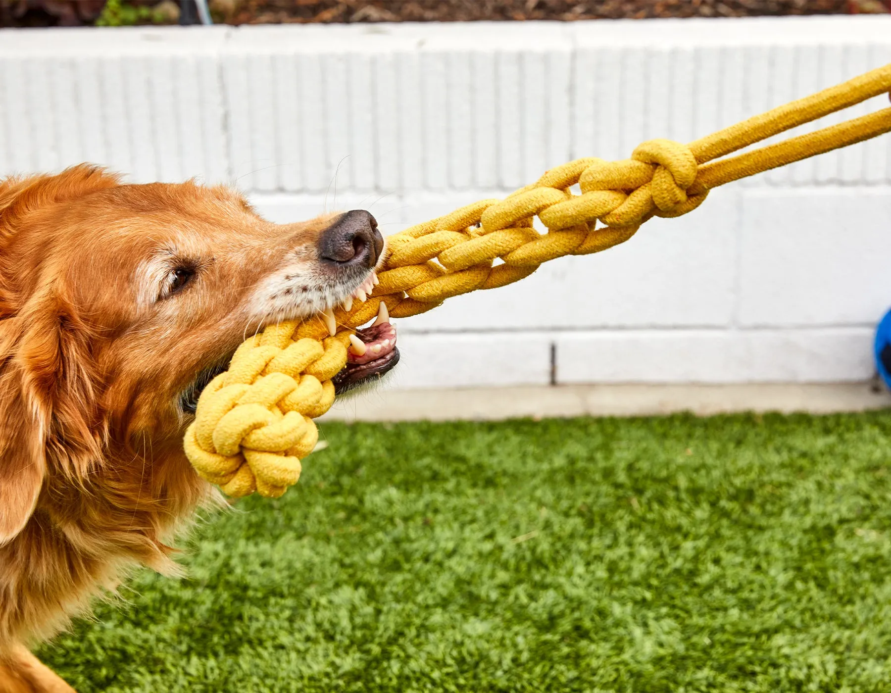 Top Tugger Rope Dog Toy